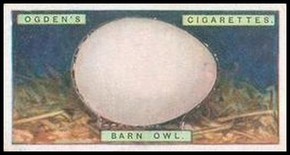 26 Barn Owl